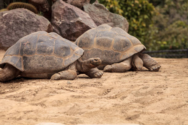 istock Sierra Negra Tortoise Chelonoidis nigra guntheri 696131084