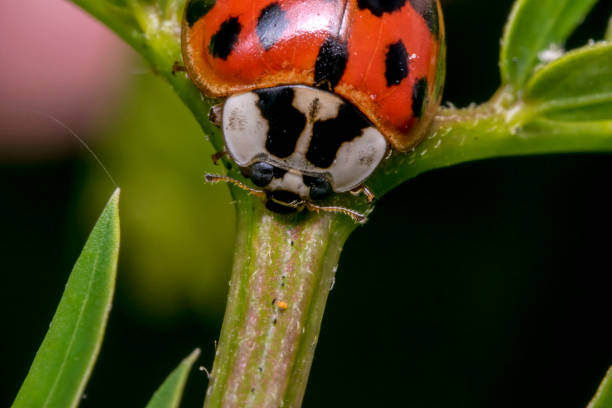 istock Little cute red ladybug with black dots on a plant branch 696134940