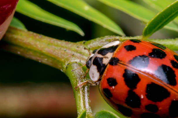 istock Little cute red ladybug with black dots on a plant branch 696137270