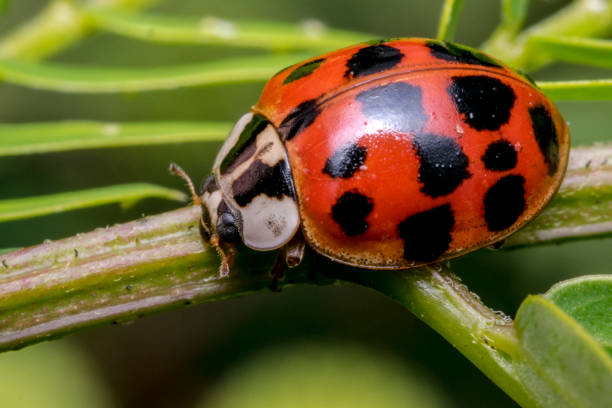 istock Little cute red ladybug with black dots on a plant branch 696137502