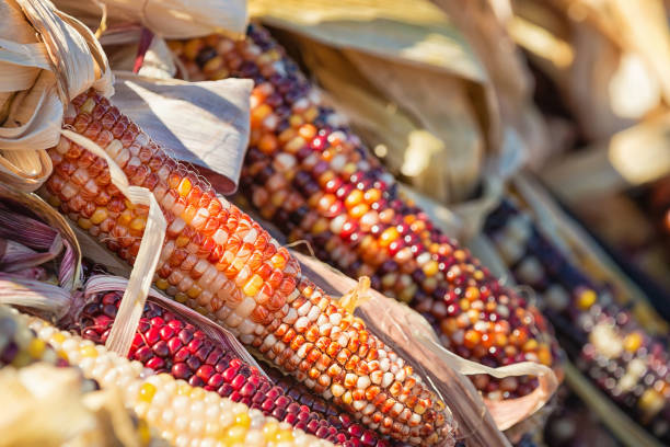 detalhe de milho indiano no outono - indian corn - fotografias e filmes do acervo
