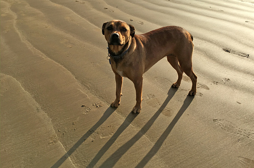 A brown American Bandogge Mastiff female stands on sandy beach, looking at the camera.