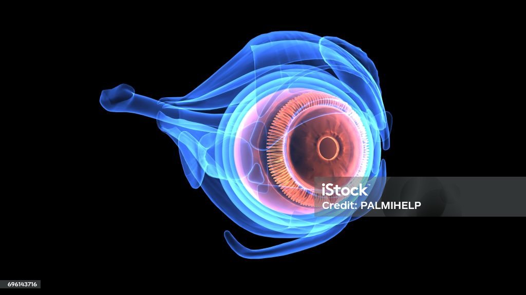 3d illustration of human body eye anatomy The human eye is an organ which reacts to light and pressure. As a sense organ, the mammalian eye allows vision. Human eyes help provide a three dimensional, moving image, normally coloured in daylight. Eye Stock Photo