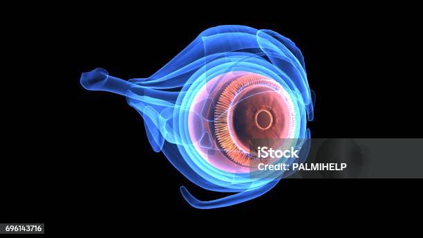 3d Illustration Of Human Body Eye Anatomy Stock Photo - Download Image Now - Eye, Anatomy, Glaucoma