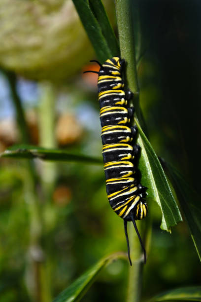 istock Monarch butterfly caterpillar Insect 696143760