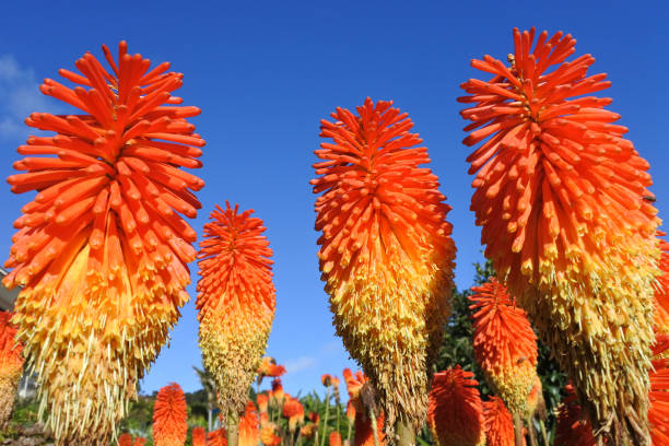 Red Hot Poker Flower
Plant - Fiery colored Kniphofia Red hot poker Plant - Fiery colored Kniphofia, against blue sky. Nature background and texture. copy space yellow hummingbird pictures stock pictures, royalty-free photos & images