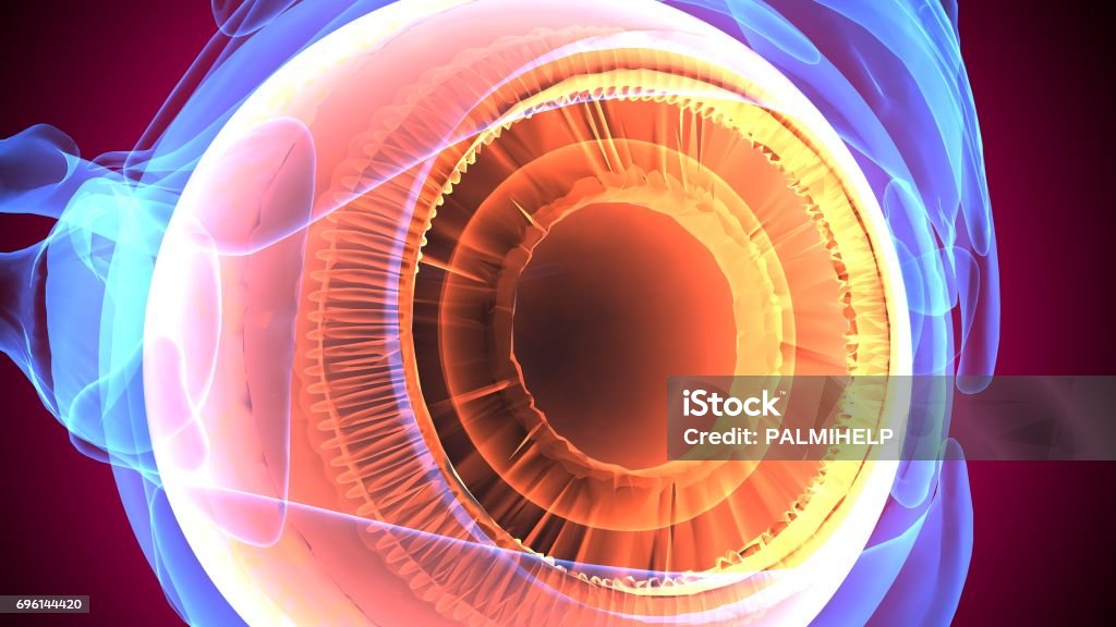 3d illustration of human body eye anatomy The human eye is an organ which reacts to light and pressure. As a sense organ, the mammalian eye allows vision. Human eyes help provide a three dimensional, moving image, normally coloured in daylight. Retina Stock Photo