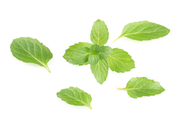 istock fresh mint leaves isolated on white background 696144452
