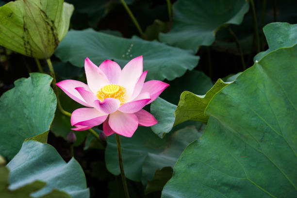 fiore di loto nello stagno - lotus single flower water lily water foto e immagini stock