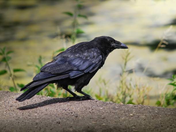 istock Crow By The Pond At Wollaton Park , Nottingham , UK 696149932