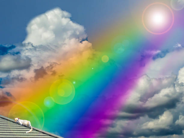 istock cat sunbath rainbow on the roof 696156312