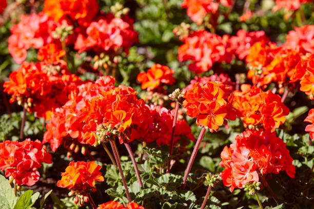 istock Red blossom geraniums in the garden. Nature background 696158800