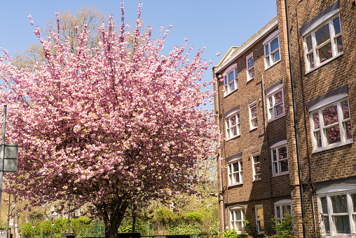 Classic British residential building in brown bricks next to a Japanese Cherry tree in full bloom covered in pink blossoms