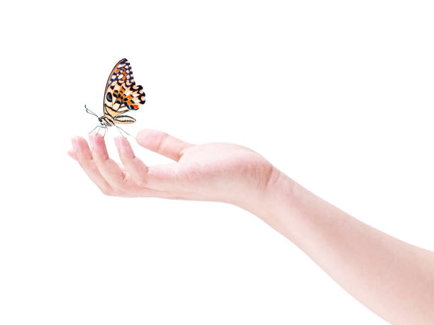 istock butterfly landing on human hand 696166836