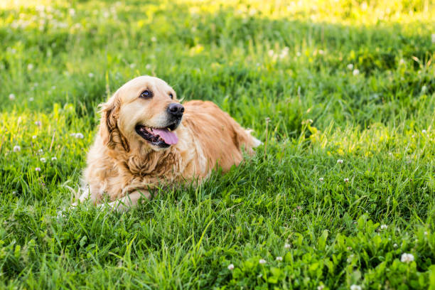 istock old golden retriever dog 696169064