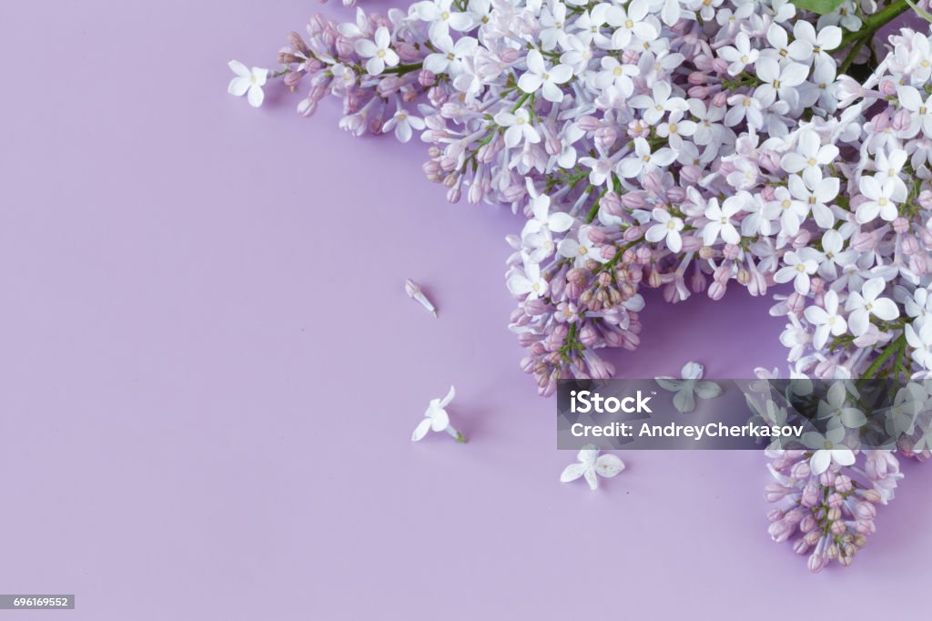 일반 배경 꽃 배경 라일락 꽃 0명에 대한 스톡 사진 및 기타 이미지 - 0명, 꽃-식물, 꽃잎 - Istock