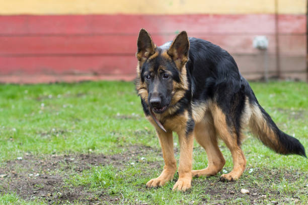 istock Puppy German Shepherd 5 months female 696170116