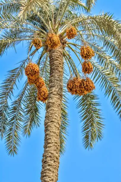 Fruit of the Date-Palm, Palm branch with many bunches of dates