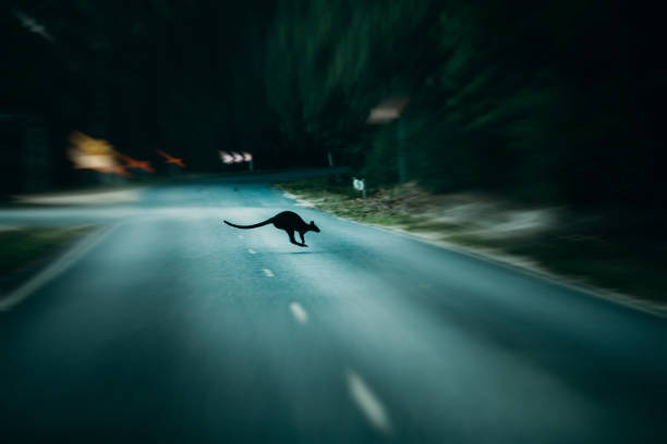 canguro che attraversa la strada la sera. concetto di pericolo di attraversamento degli animali. - kangaroo animal australia outback foto e immagini stock