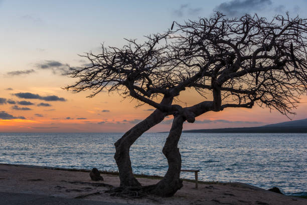 istock La Boca in Cuba at sunset 696182032