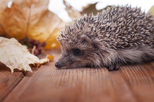 Young hedgehog in autumn leaves on the wooden floor Young hedgehog in autumn leaves on the wooden floor bristle animal part photos stock pictures, royalty-free photos & images