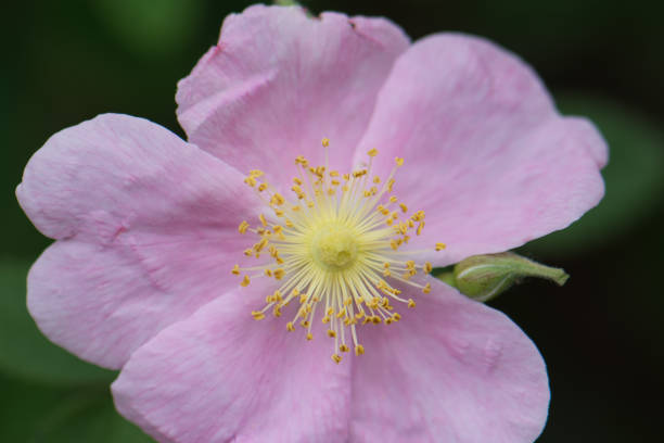 california wild rose - rosa salvaje fotografías e imágenes de stock
