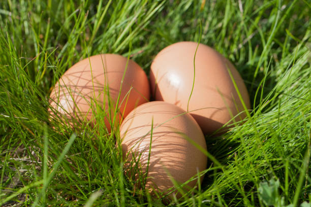 istock chicken eggs lying in a nest of green grass 696189664