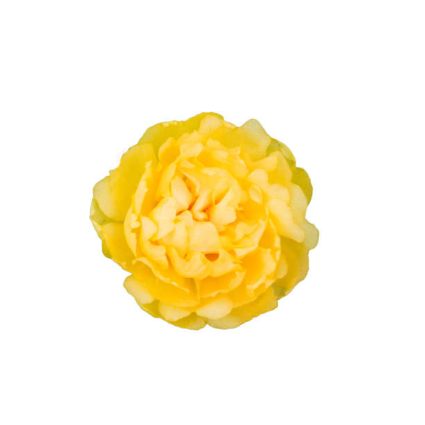 istock flower on a white background isolated with clipping path. Closeup. 696191392