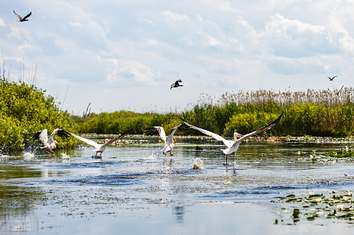 Beautiful landscape photo of flying birds and aquatic plants in Danube Delta