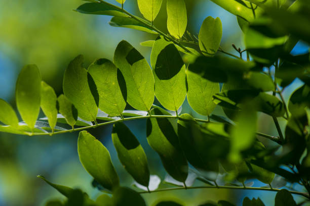 Green leaf background, fresh green leaf highlighted by sun.