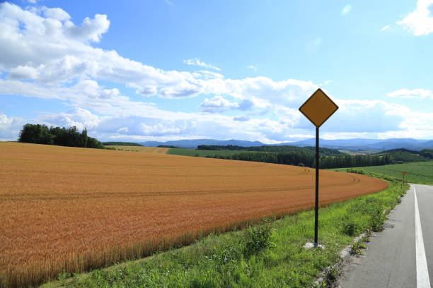 Yellow and green wheat field with yellow sign during summer at countryside of Biei, Hokkaido