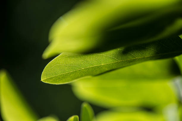 istock Green leaf background, fresh green leaf highlighted by sun. 696197158
