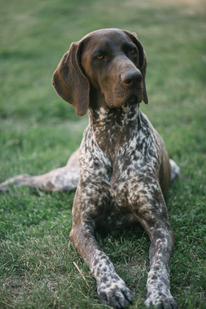 istock German pointer dog lying in garden or back yard 696197548