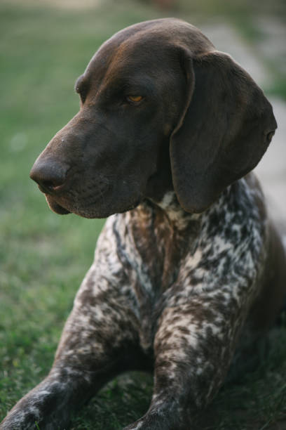 istock German pointer dog lying in garden or back yard 696197586