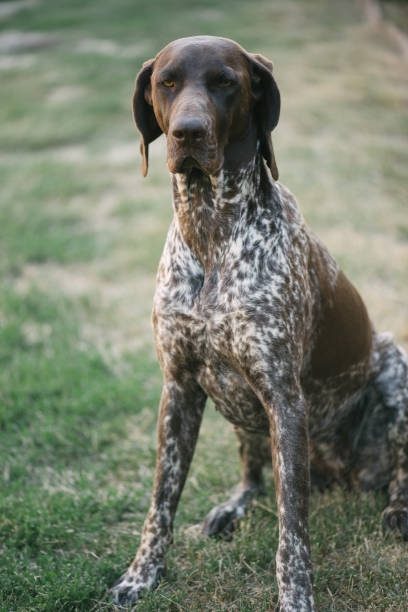 istock German pointer dog lying in garden or back yard 696197592