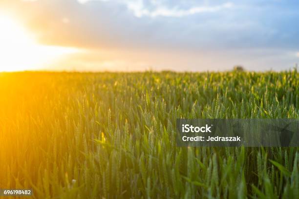 Wheatsunset Foto de stock y más banco de imágenes de Suecia - Suecia, Grano - Planta, Naturaleza