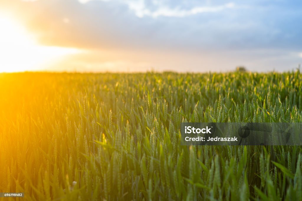 Wheat_sunset A field of wheat in the sunset. Sweden Stock Photo