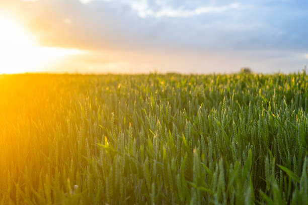 Wheat_sunset stock photo