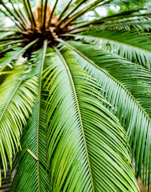 motif de fond vert de feuilles de palmier - chlorophyll striped leaf natural pattern photos et images de collection