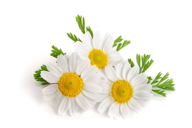 istock Three chamomile or daisies with leaves isolated on white background 696205104