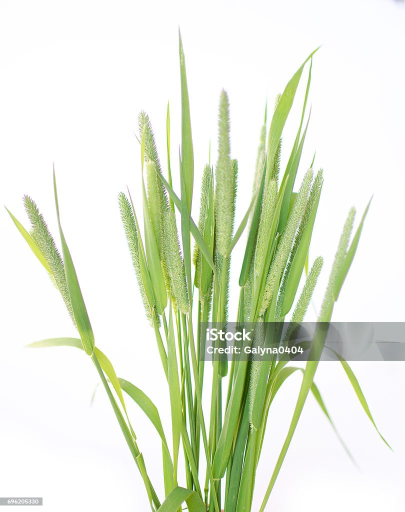 Green grass timothy-grass on a white background Green grass timothy-grass on a white background limited Agricultural Field Stock Photo