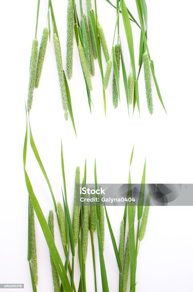 Green grass timothy-grass on a white background Green grass timothy-grass on a white background limited Agricultural Field Stock Photo