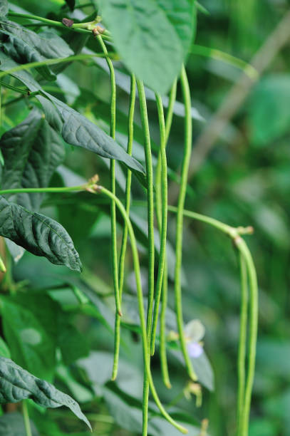 istock Long bean plants in growth at vegetable garden 696205484
