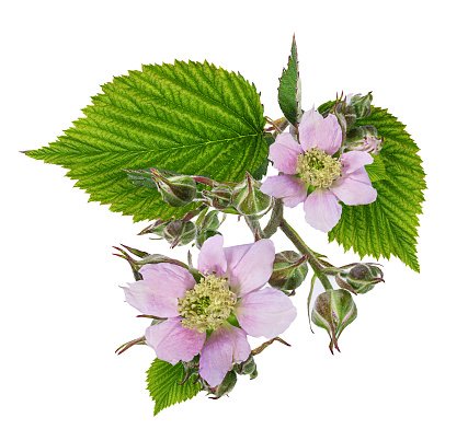Blackberry flower and foliage isolated against whiteBlackberry flower and foliage isolated against white