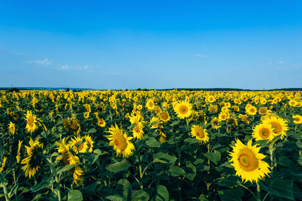 istock Sunflowers field over cloudy blue sky 696206570
