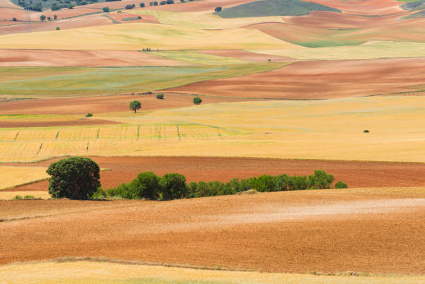 istock Cultivated Land in Spain 696206672