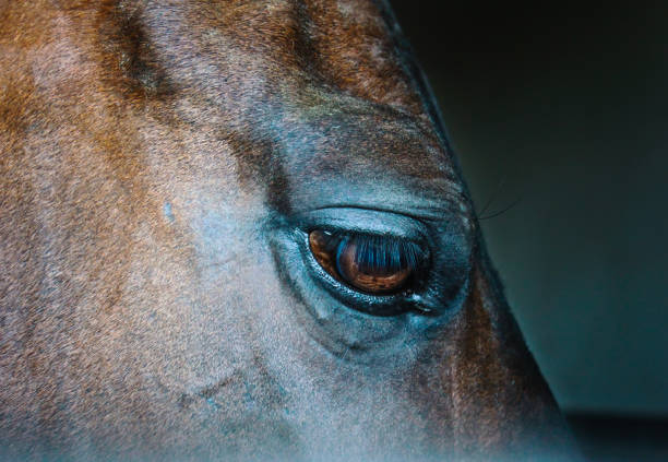 istock Eye of a horse on a dark background 696209546