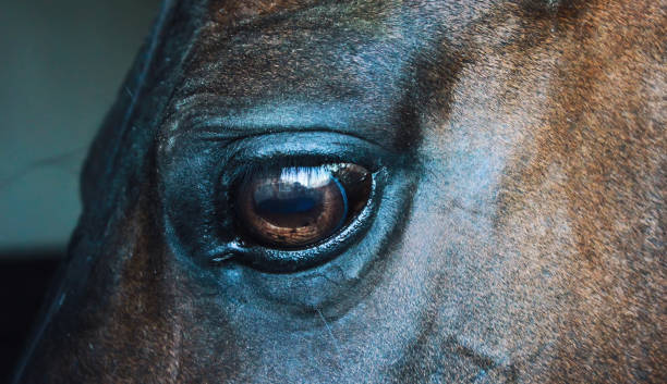 istock Eye of a horse on a dark background 696209670