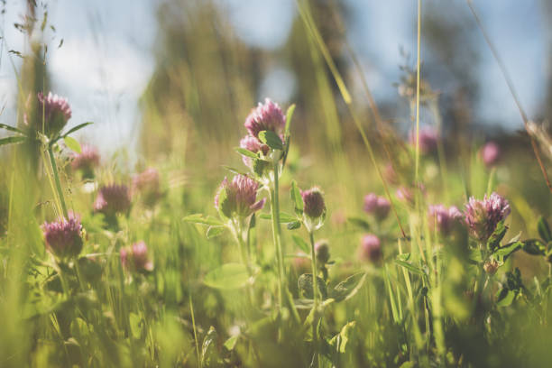 Wild grasses and clover at the meadow in summer