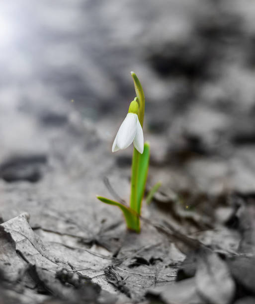 istock Lone snowdrop in the woods in early spring 696210094